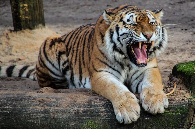 naštvaný tygr