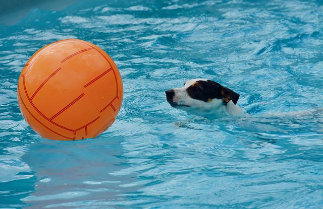 pes s míčem v bazénu
